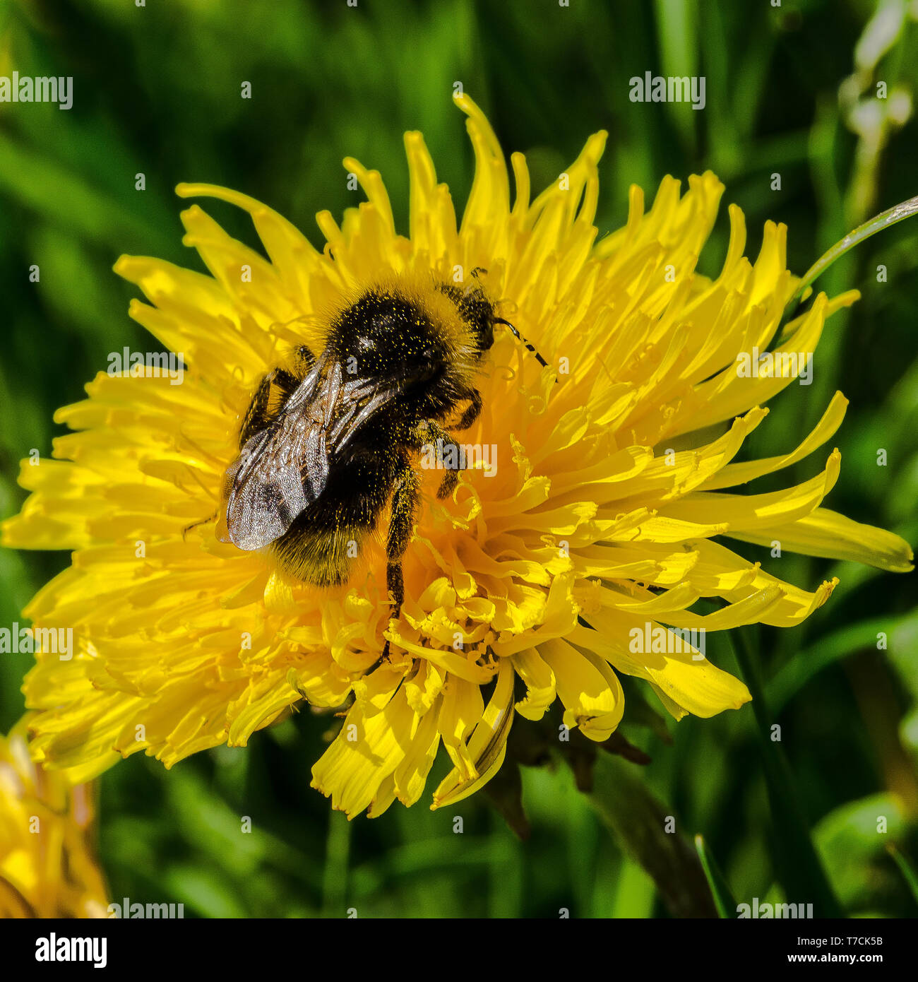 Les bourdons libérer le pollen sur beaucoup de fleurs par "bourdonnement" les muscles qu'ils utilisent pour voler. Une partie de ce pollen libéré des bâtons pour eux. Banque D'Images