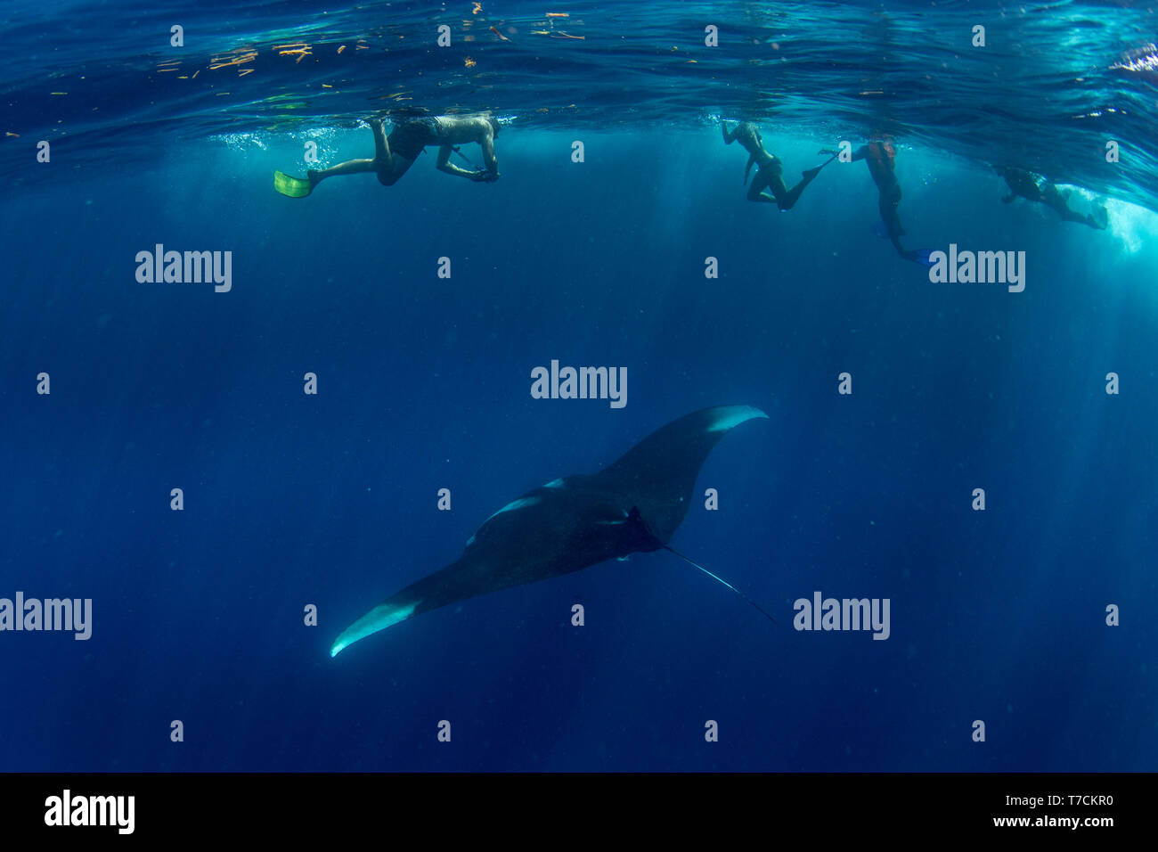 Un groupe de plongeurs l'observation d'un géant oceanic ( Manta Ray Manta birostris ) nourrir près de la surface, Honda Bay, Puerto Princesa, Palawan, la Phil Banque D'Images