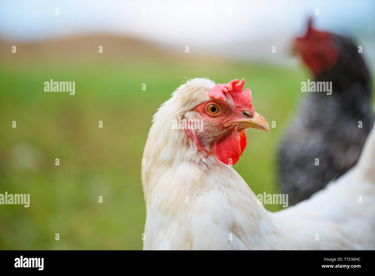 La ponte des oeufs de poulet poule nourri à l'herbe sur la prairie closeup portrait à la à l'appareil photo Banque D'Images