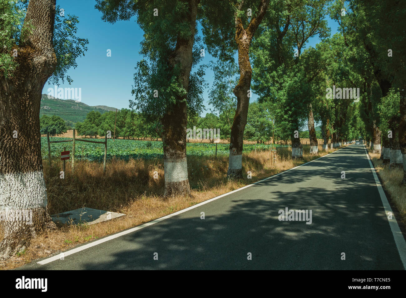 Route de campagne à travers les champs cultivés à l'ombre des arbres près de Castelo de Vide. Belle ville avec château médiéval à la frontière orientale du Portugal. Banque D'Images