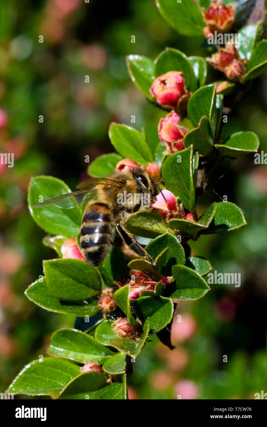 Sur l'Abeille Fleurs Cotoneaster Banque D'Images