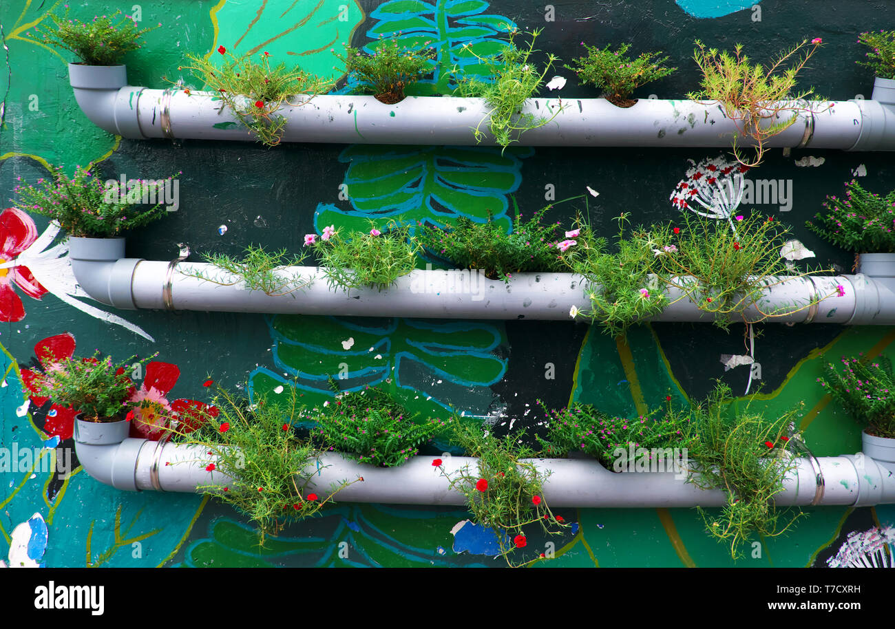 Jolie idée pour faire joli cadre de vie, les pots de fleurs de conduites d'eau sur le mur avec la peinture de couleur vert, fond mur font joli chemin Banque D'Images