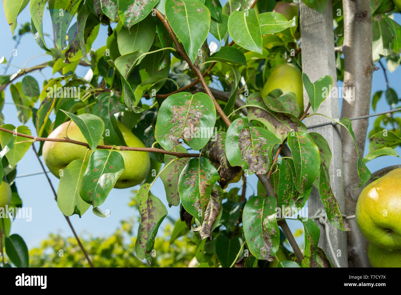 Pear Tree maladie sur les feuilles et l'écorce. concept de protection jardin chimique Banque D'Images