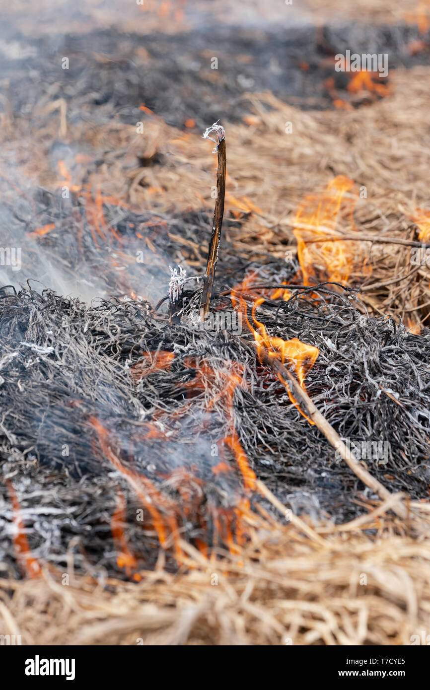 Incendie dans la forêt de printemps. Le feu et la fumée, détruire toutes les espèces sauvages. Soft focus, flou de la forte de forêt. Banque D'Images