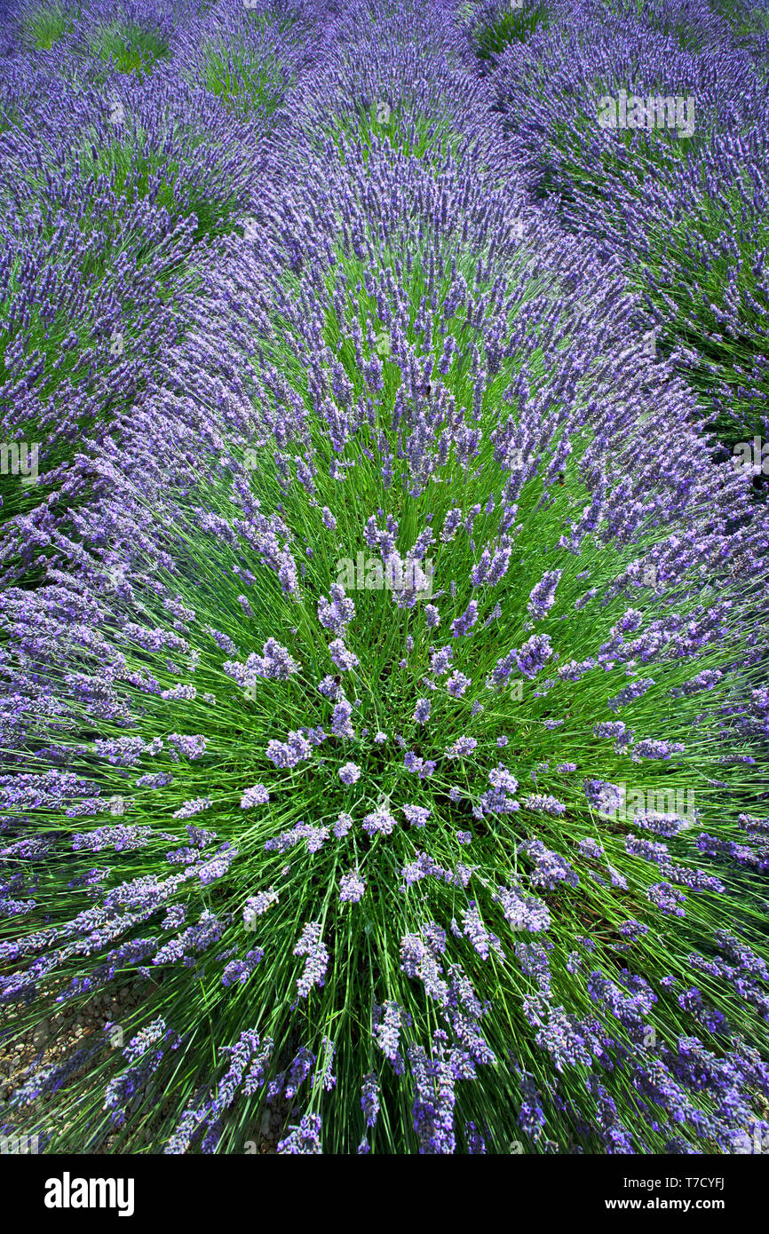 Des rangées de lavande cultivée éclatent en fleurs, formant des vagues de balayage de violet et de vert, remplissant le champ de couleur, de texture et d'un sentiment de calme ! Banque D'Images