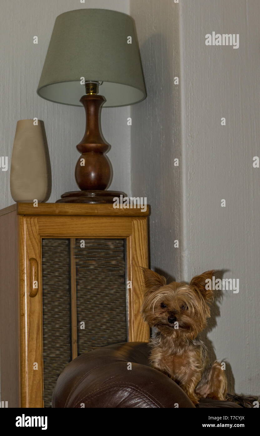 Petit chien de compagnie est assis sur le dos d'une chaise en cuir isolés contre une armoire et une lampe image avec copie espace dans le format portrait Banque D'Images