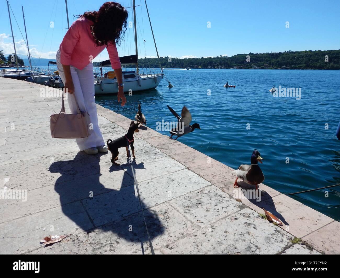 La confiance des oiseaux permet aux garçons de jouer et même de nager avec les canards et cygnes sauvages vivant gratuitement sur le lac de garde italie Banque D'Images