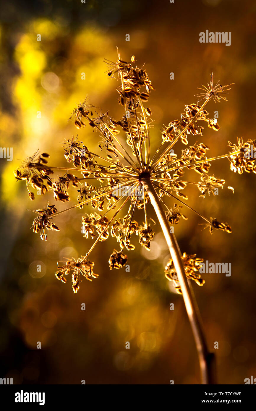 Une tête de graine de persil de vache en automne avec fond bokeh doré. Banque D'Images