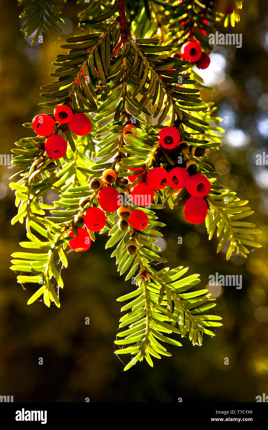 Les baies d'If Poisenous suspendue à un arbre d'If. Banque D'Images