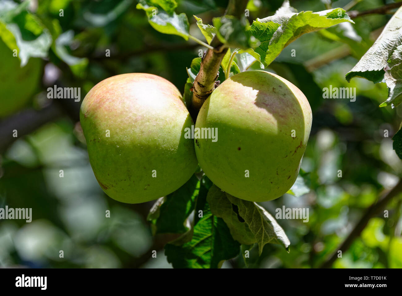 Deux pommes sur un pommier de maturation Banque D'Images