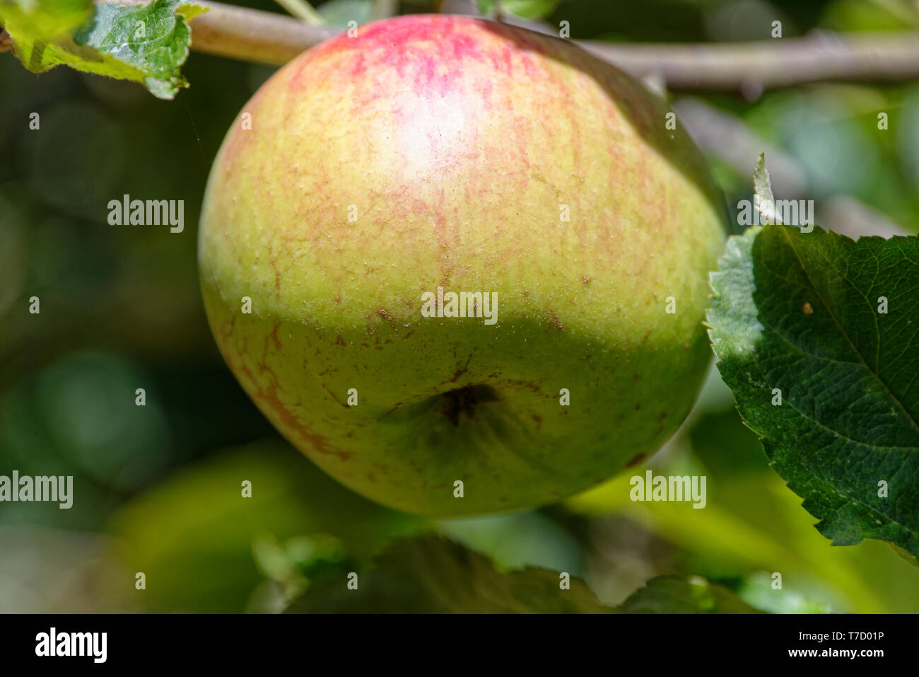 Un parc naturel de maturation apple dans un jardin d'accueil Banque D'Images