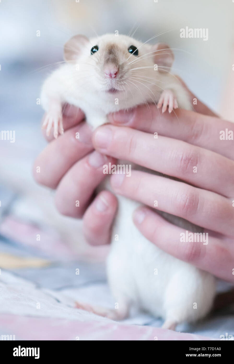 Rat Siamois de décoration dans les mains d'une femme Banque D'Images