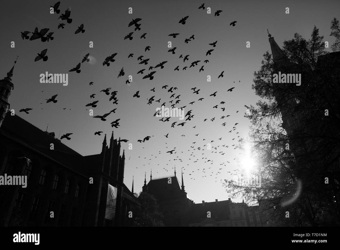 Pigeons de vol au-dessus de la ville de Torun, Pologne, noir et blanc photo Banque D'Images
