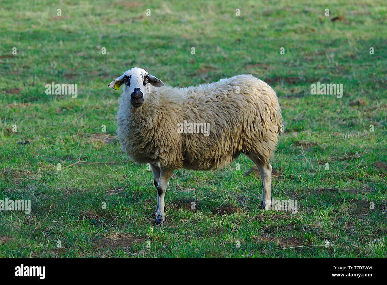 Mouton beige à l'extérieur dans un pré en Auvergne Banque D'Images