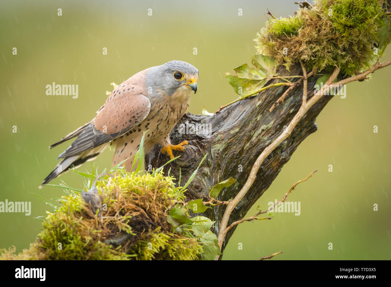 Kestrel mâle perché sur une branche dans la pluie Banque D'Images