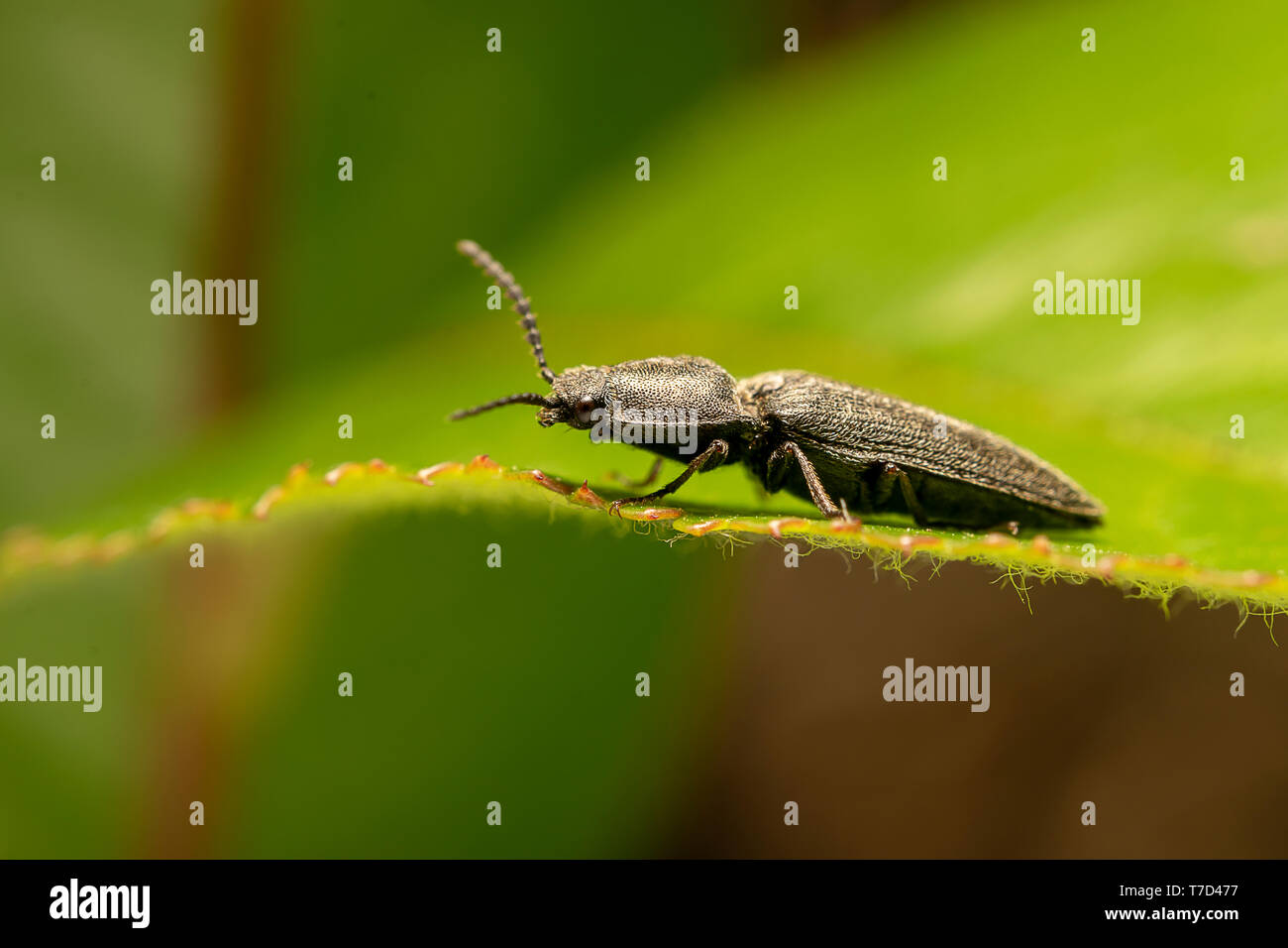 Agriotes (Agriotes) gallicus, sur la feuille verte Banque D'Images