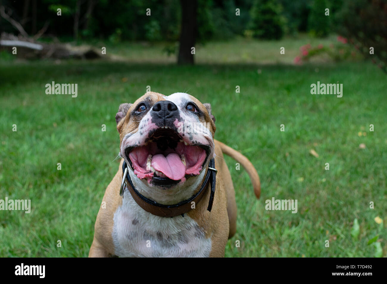 Amstaff joue avec l'eau d'un tuyau de jardin. Chien mops et saute sur le joyeux printemps vert gazon. Banque D'Images