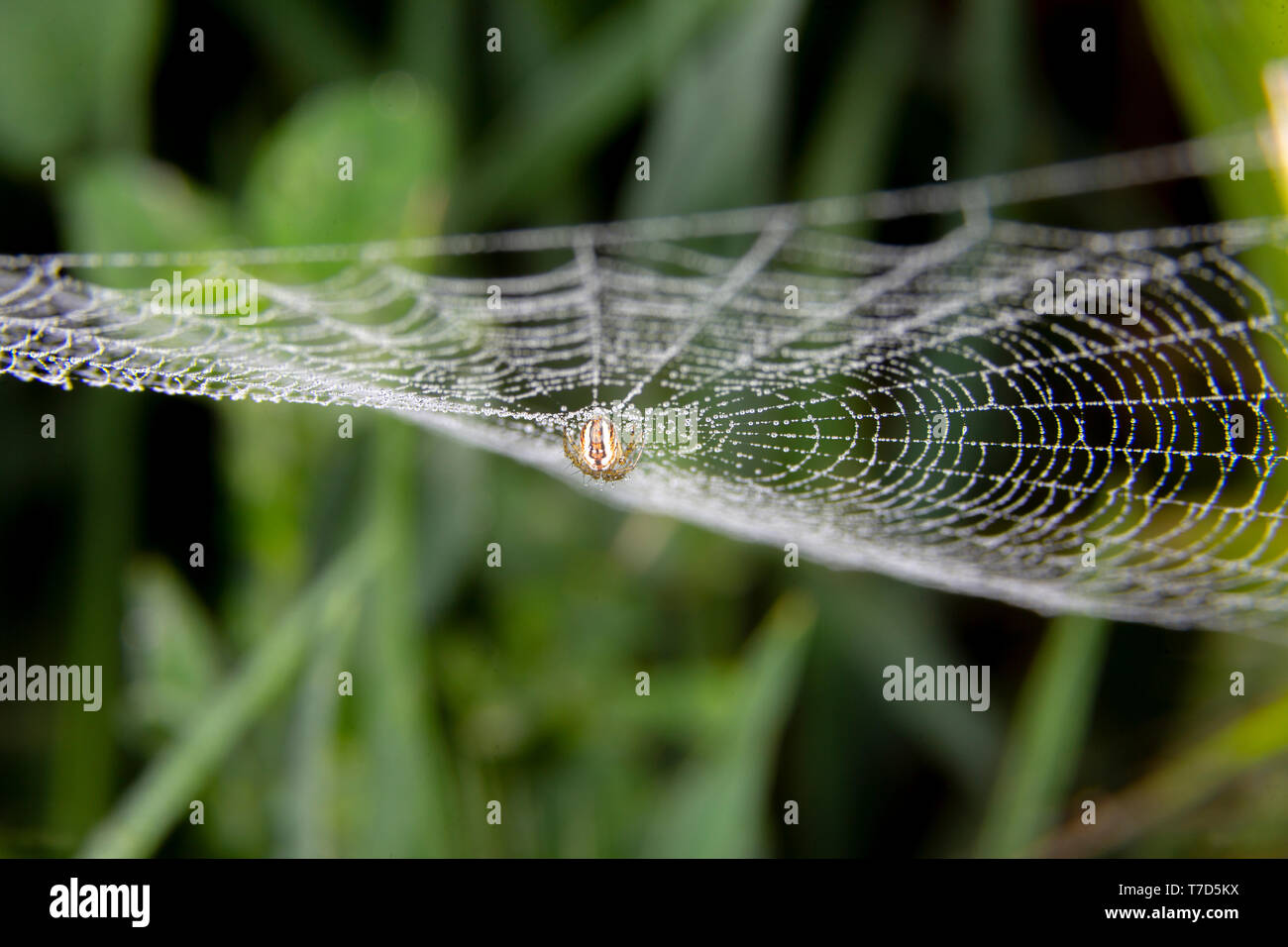 Spider web doux avec quelques gouttes de pluie et un peu Banque D'Images