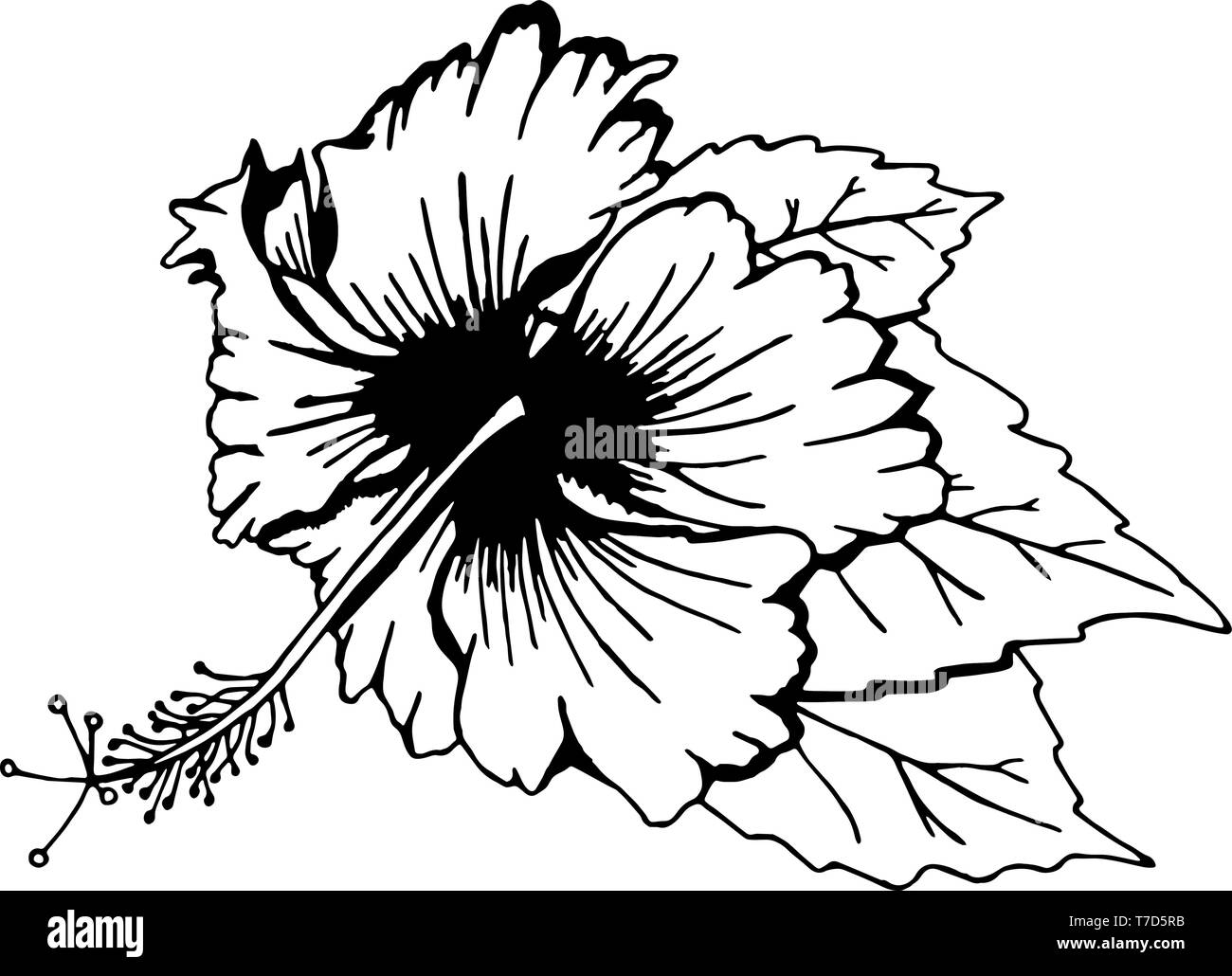 Fleur d'Hibiscus avec feuilles Illustration de Vecteur