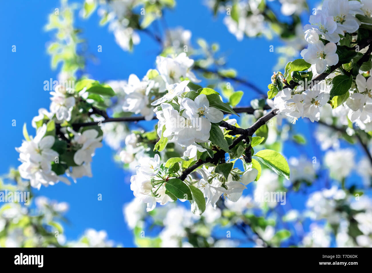 Des branches fleuries de apple au jour de printemps ensoleillé Banque D'Images