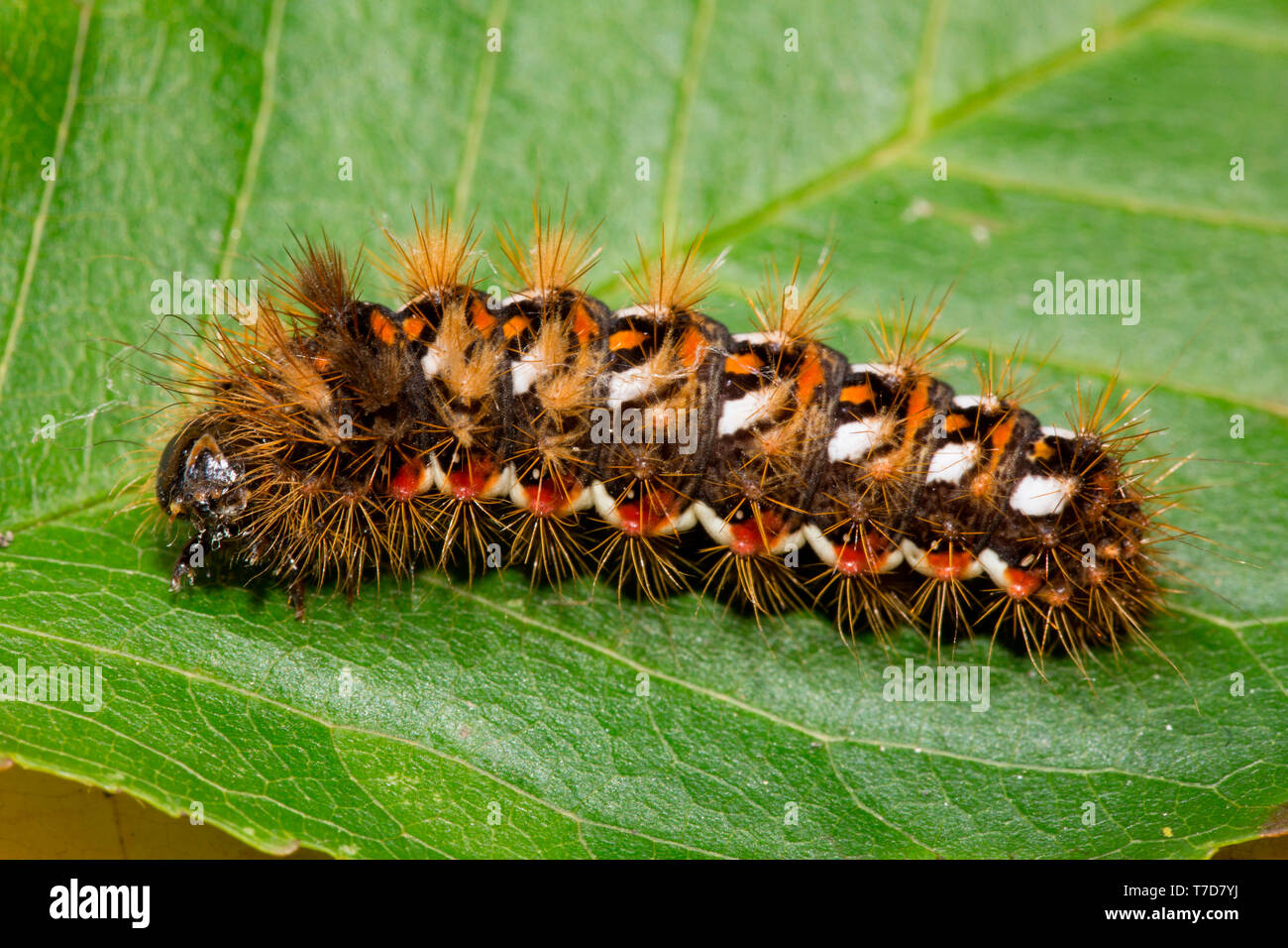 Noeud papillon, Caterpillar, herbe (Acronicta rumicis) Banque D'Images