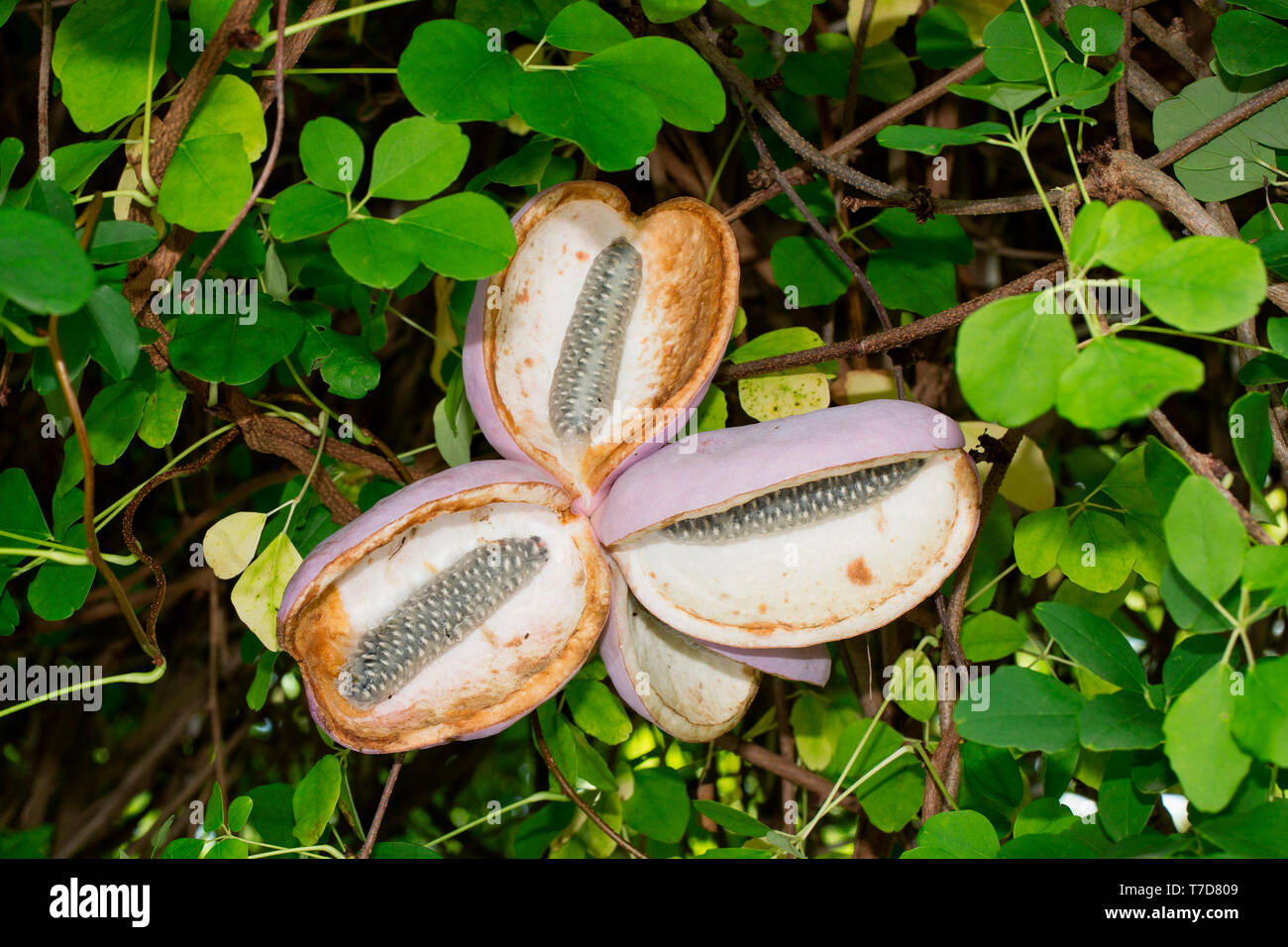 Vigne, chocolat (Akebia quinata) Banque D'Images