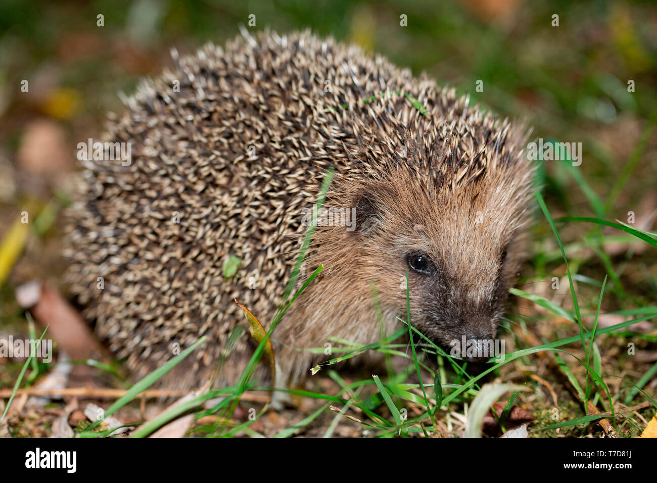 Hérisson européen (Erinaceus europaeus), Banque D'Images