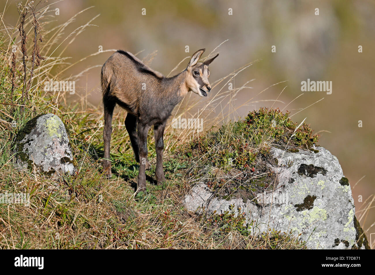 Chamois (Rupicapra rupicapra), le jeune animal,, faune, Vosges, France Banque D'Images