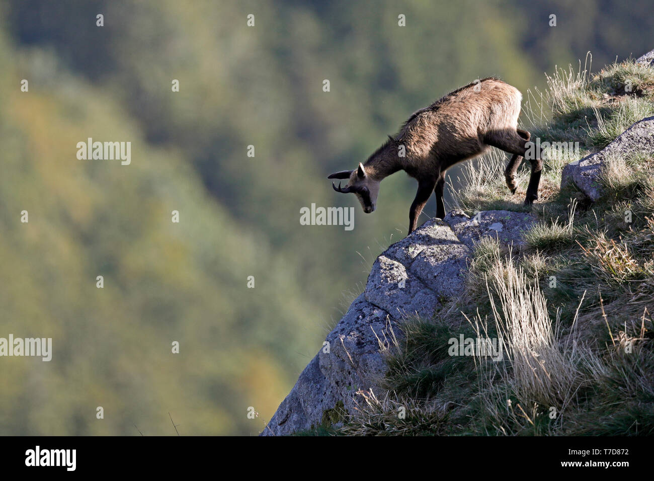 Chamois (Rupicapra rupicapra),, faune, Vosges, France Banque D'Images