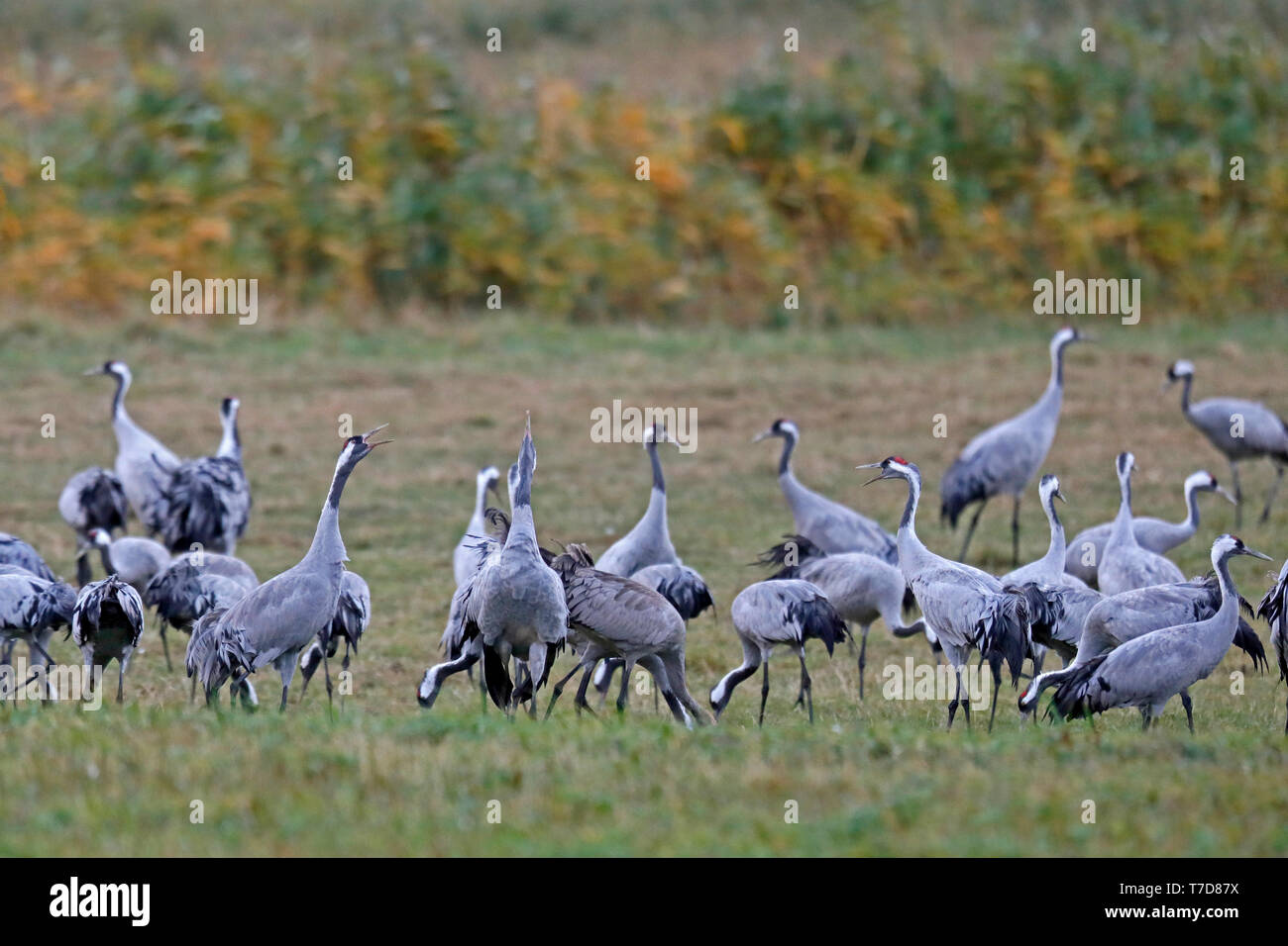 Grue cendrée (Grus grus), faune, Nationalpark Vorpommersche Boddenlandschaft, Mecklenburg-Vorpommern, Allemagne Banque D'Images