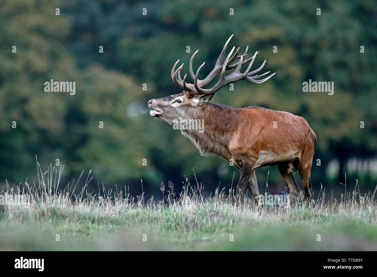Red Deer (Cervus elaphus), saison du rut, captive Banque D'Images