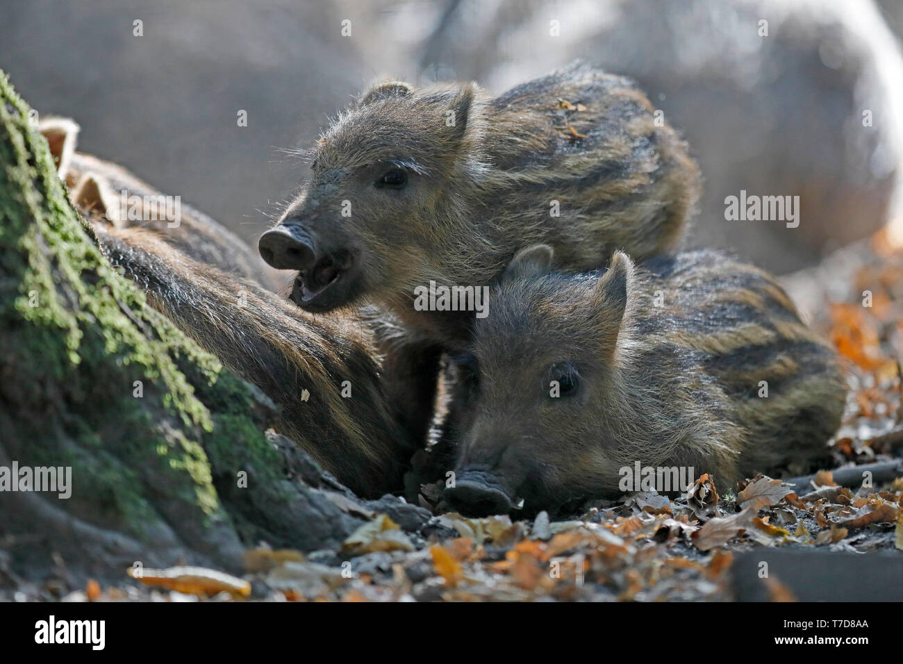 Le sanglier (Sus scrofa),, shoats, captive Banque D'Images