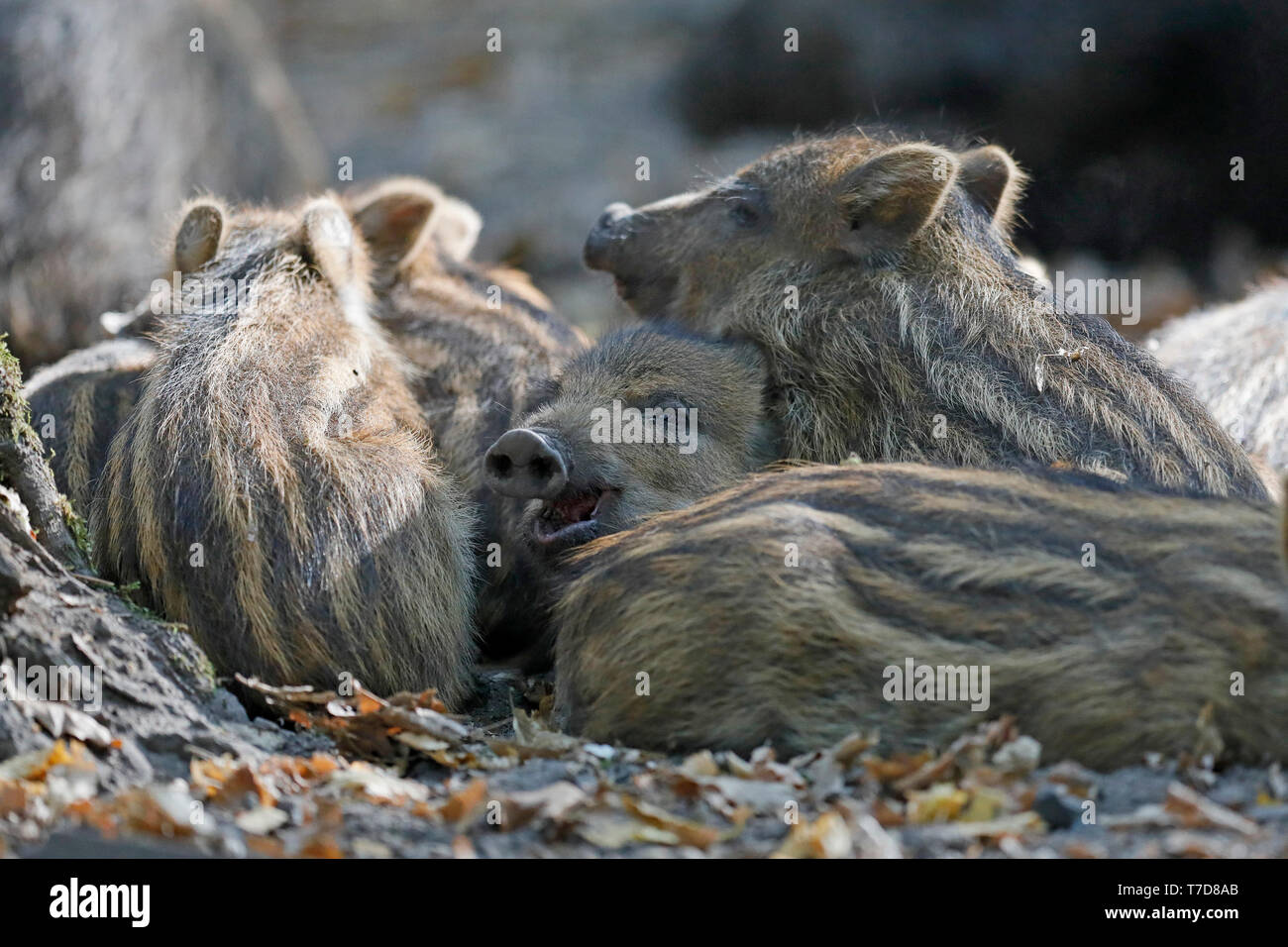 Le sanglier (Sus scrofa),, shoats, captive Banque D'Images