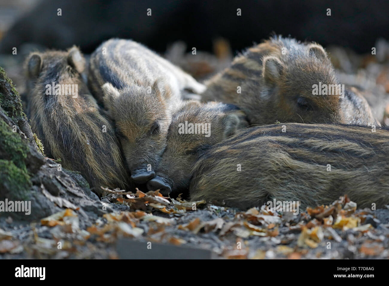 Le sanglier (Sus scrofa),, shoats, captive Banque D'Images