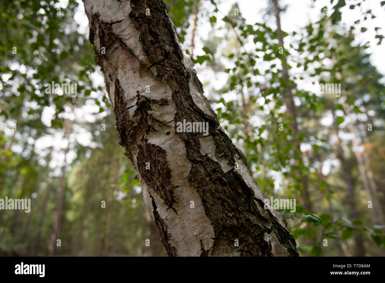Le bouleau verruqueux, Poméranie occidentale Lagoon Salon National Park, Fischland-Darss-Zingst, Mecklembourg-Poméranie-Occidentale, Allemagne, Europe, (Betula pendula) Banque D'Images