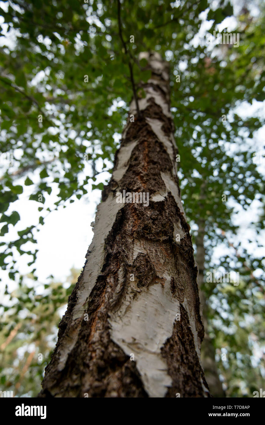 Le bouleau verruqueux, Poméranie occidentale Lagoon Salon National Park, Fischland-Darss-Zingst, Mecklembourg-Poméranie-Occidentale, Allemagne, Europe, (Betula pendula) Banque D'Images
