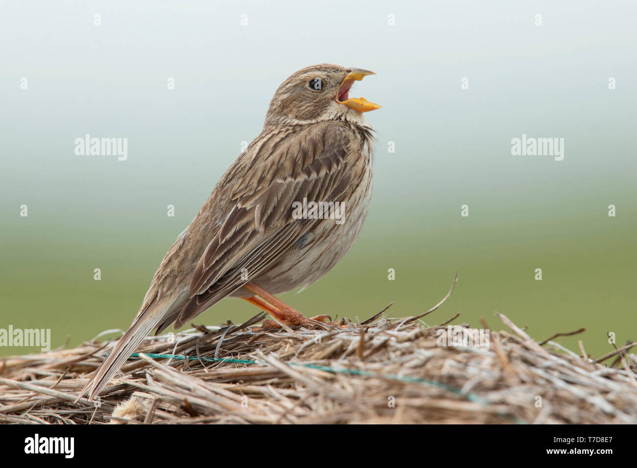 Bruant proyer (Emberiza calandra), Banque D'Images