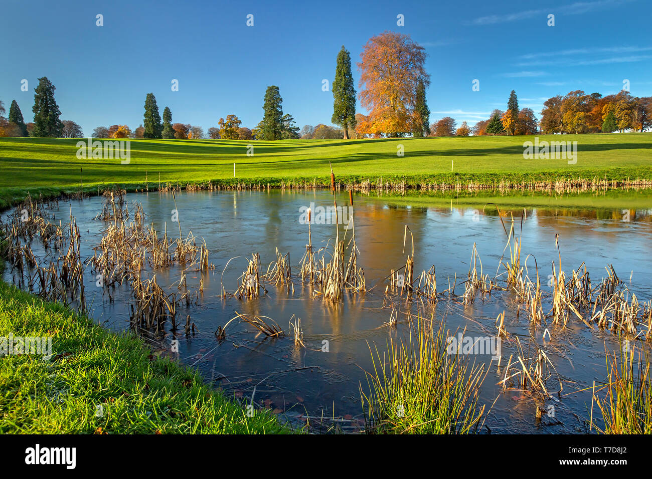 Rushmore Park Golf Club à l'automne. Wiltshire UK. Banque D'Images