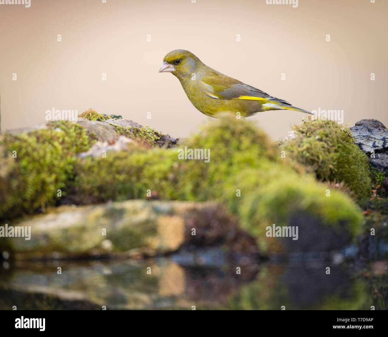 Finch vert par une réflexion intérieure Banque D'Images