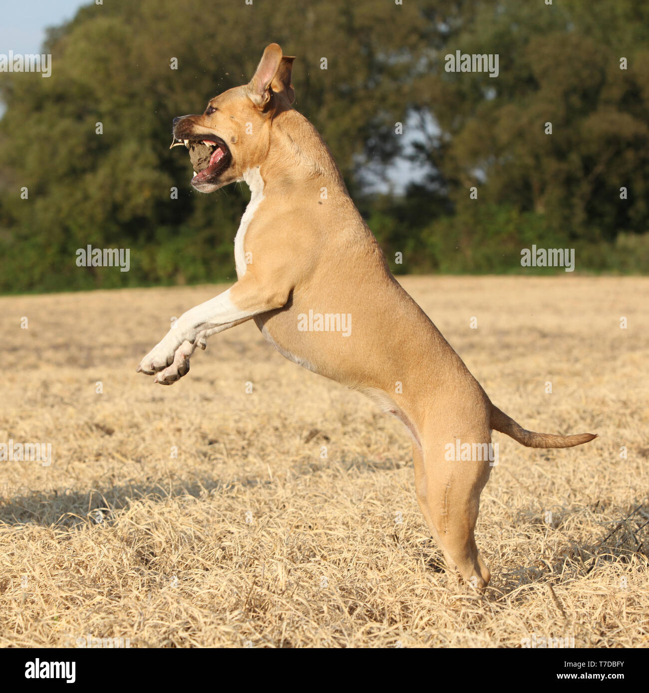 Nice American Staffordshire Terrier sautant en automne Banque D'Images