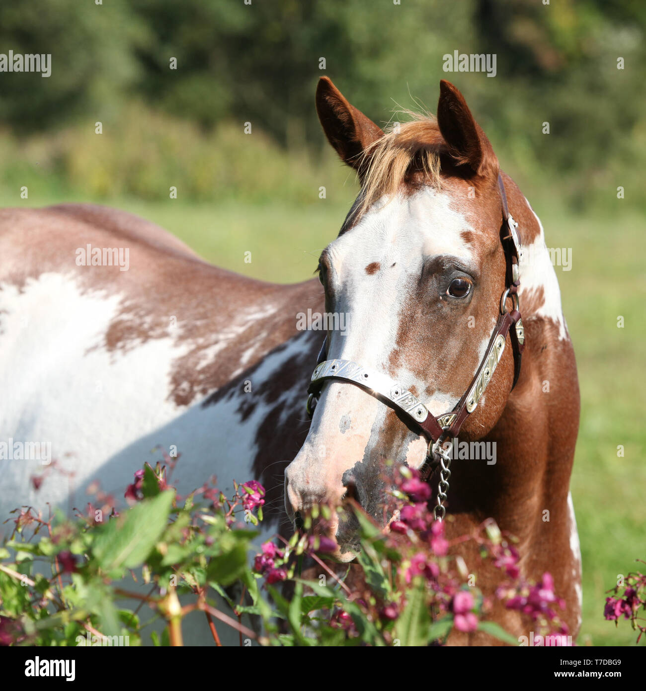 Belle jument Paint horse derrière quelques fleurs violettes Banque D'Images