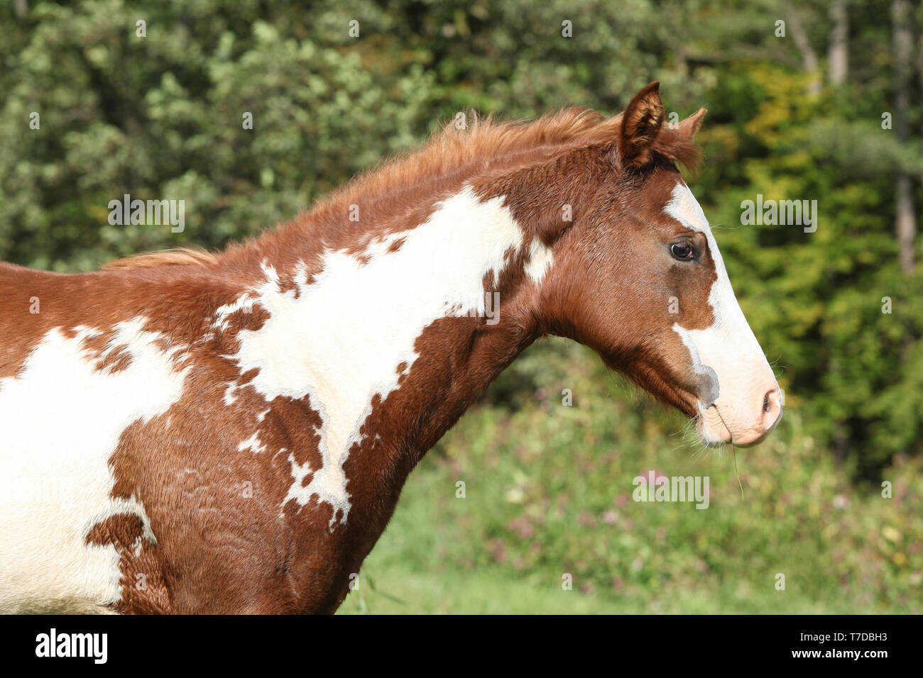 Superbe poulain Paint horse en face de nature fond Banque D'Images
