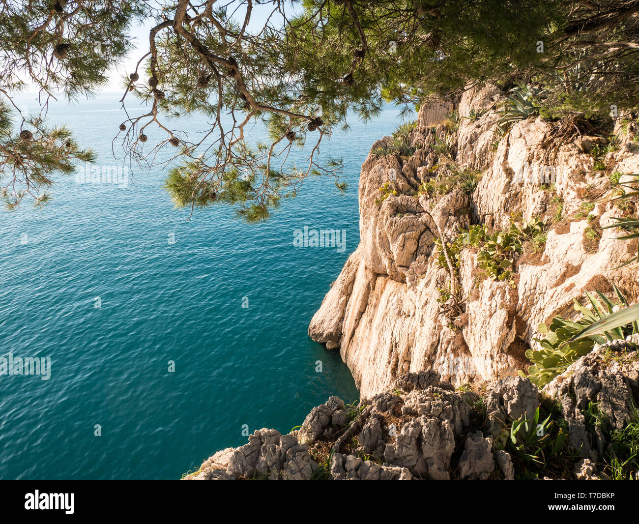 Côte de la mer de rochers et de pins contexte le jour d'été ensoleillé Banque D'Images