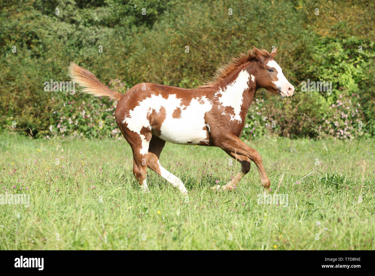 Joli poulain Paint horse tournant dans la liberté Banque D'Images