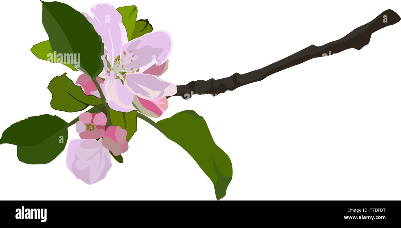 Branche de pommier en fleurs, vector illustration isolé Illustration de Vecteur