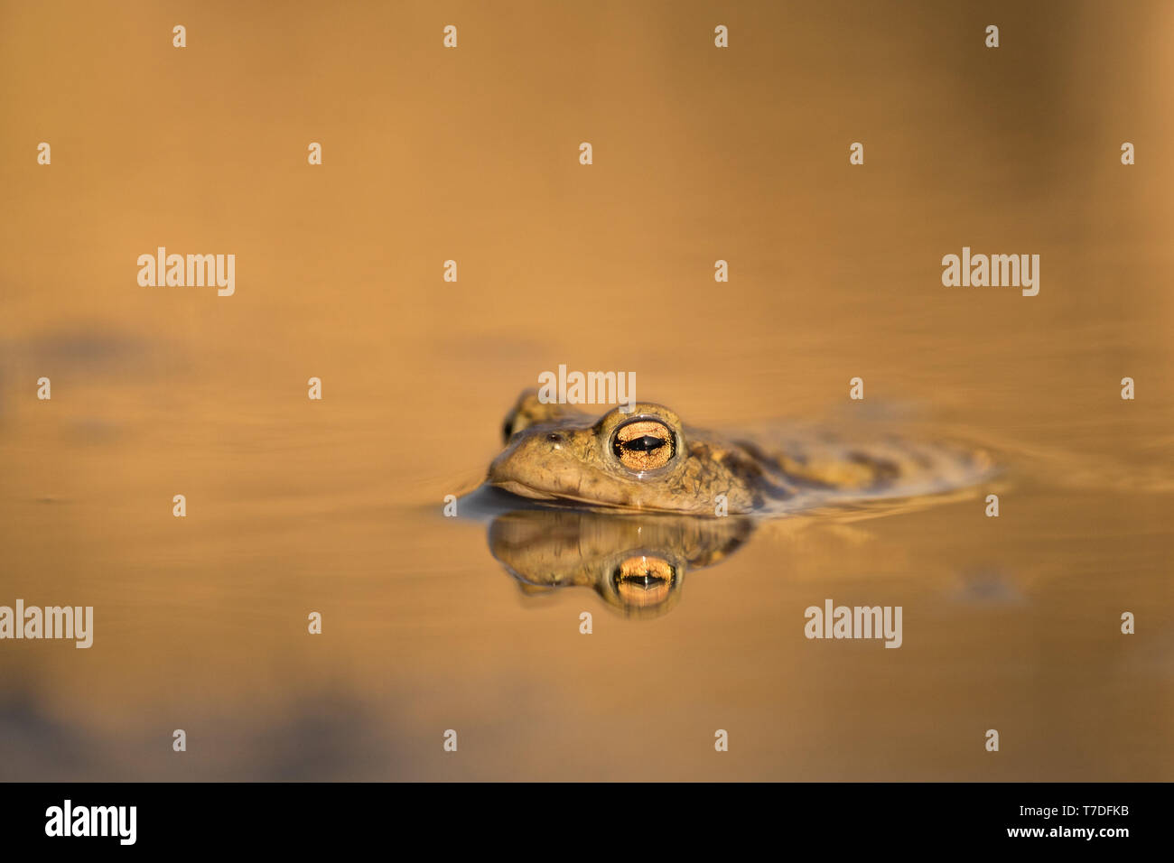 Le crapaud commun Bufo bufo en République Tchèque Banque D'Images