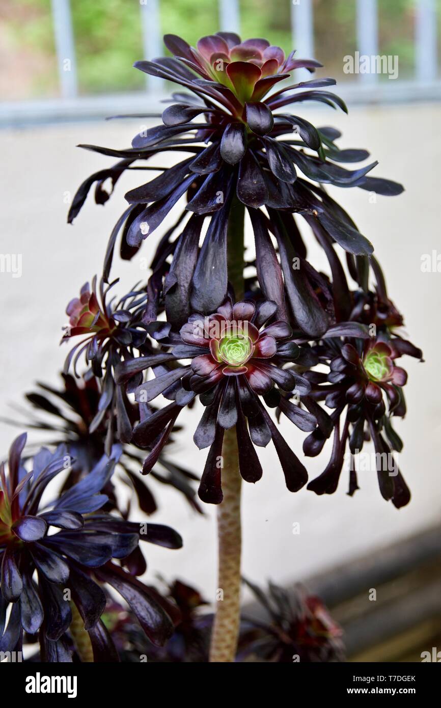 Black rose - Aeonium arboreum 'Zwartkop' Banque D'Images