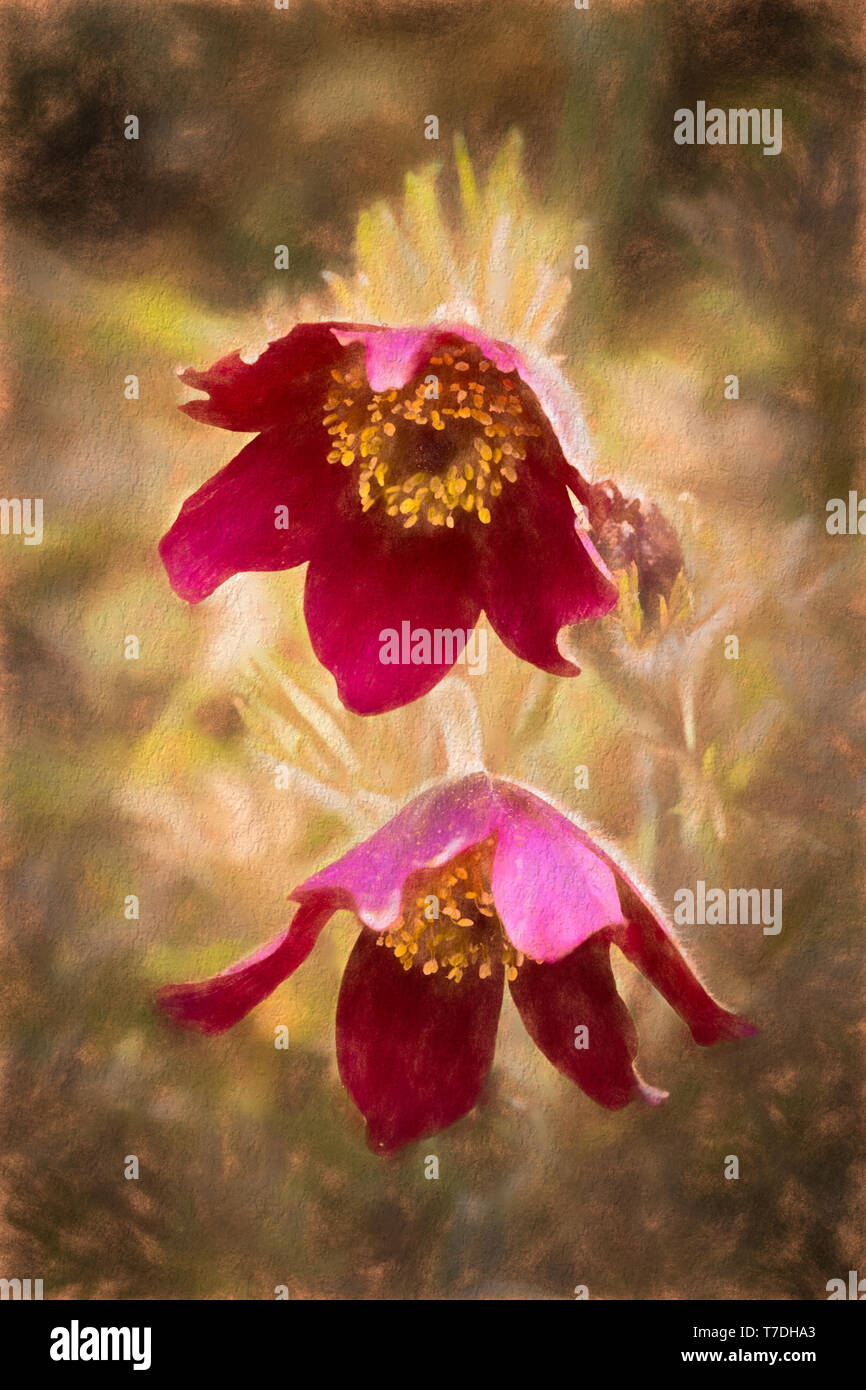 Fleurs Anémone pulsatille rouge Banque D'Images