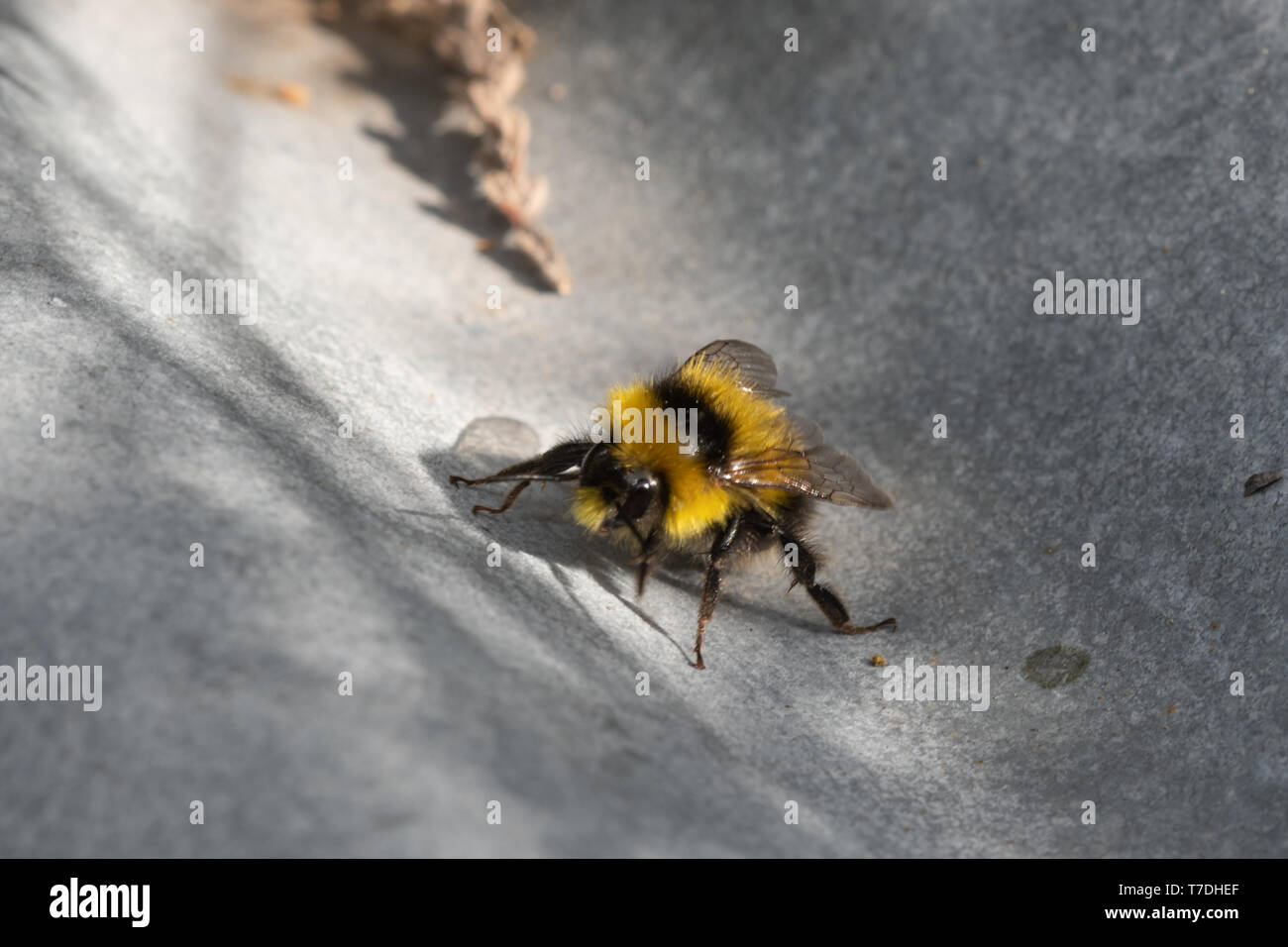 Petit jardin bourdon (Bombus hortorum), Royaume-Uni Banque D'Images