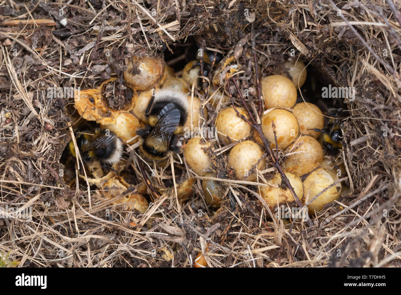 Petit jardin bumblebee nid (Bombus hortorum) avec sabot, Honeycomb, cellules visibles parmi les feuilles mortes, Surrey, UK Banque D'Images